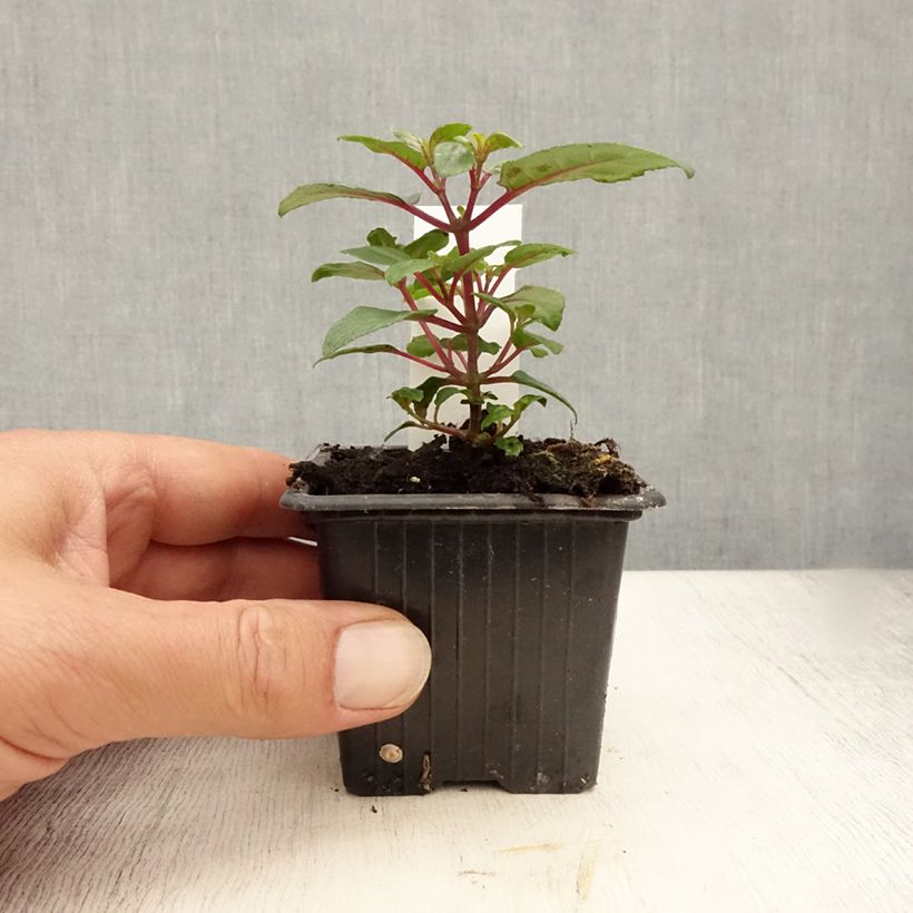 Exemplaar van Fuchsia Bernadette - Bellenplant Kweekpotje van 8/9 cm zoals geleverd in de zomer