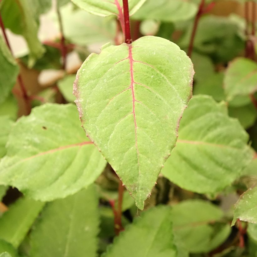 Fuchsia Black Princess - Bellenplant (Blad)