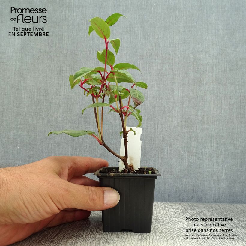 Exemplaar van Fuchsia Black Princess - Bellenplant Kweekpotje van 8/9 cm zoals geleverd in de herfst