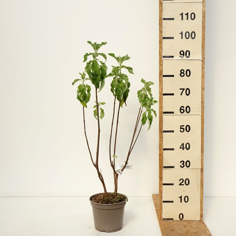 Exemplaar van Fuchsia boliviana Alba - Bellenplant Pot van 4 l/5 l zoals geleverd in de herfst