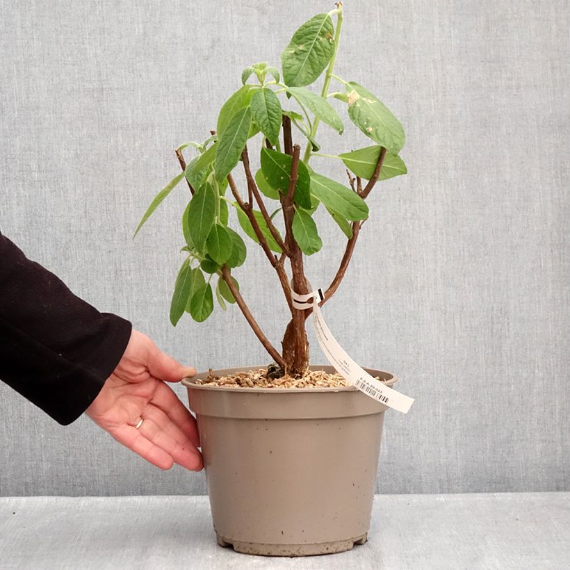 Exemplaar van Fuchsia boliviana Alba - Bellenplant Pot van 4 l/5 l zoals geleverd in de winter