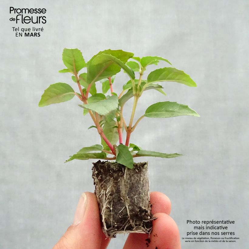 Exemplaar van Fuchsia Paula Jane - Bellenplant Mini-mot Ø 3/4 cm zoals geleverd in de lente