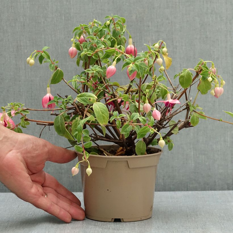 Exemplaar van Fuchsia Paula Jane - Bellenplant Pot van 12 cm / 13 cm zoals geleverd in de zomer