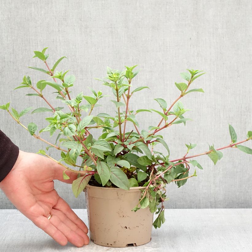 Exemplaar van Fuchsia Paula Jane - Bellenplant Pot van 12 cm / 13 cm zoals geleverd in de lente
