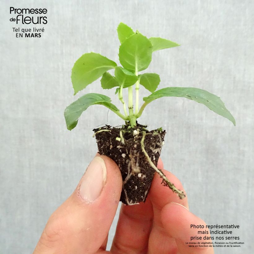 Exemplaar van Fuchsia Celia Smedley - Bellenplant Mini-mot Ø 3/4 cm zoals geleverd in de lente