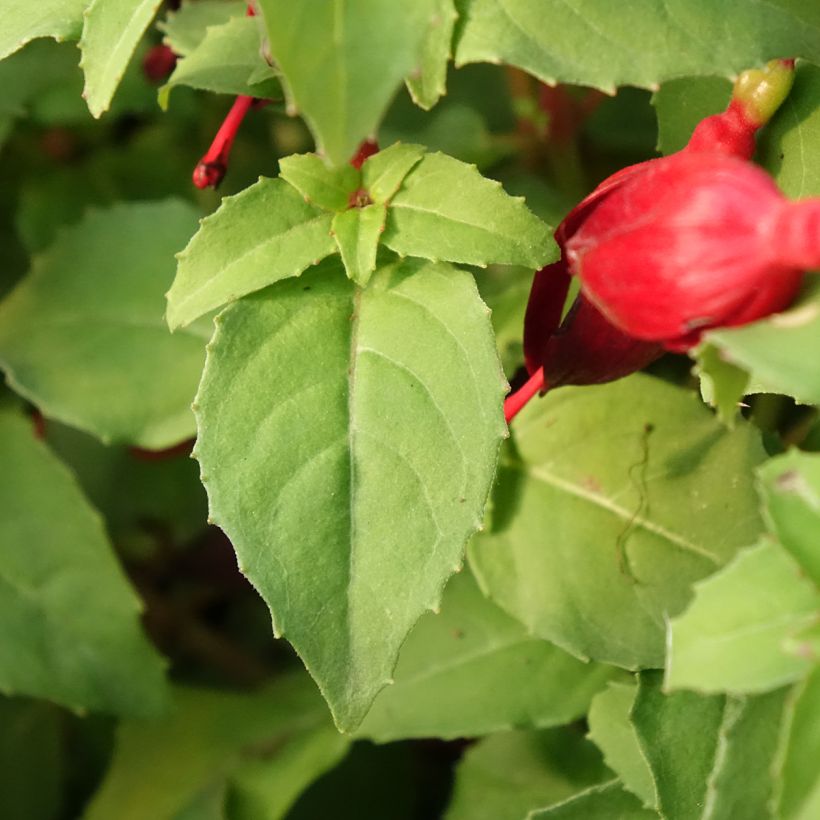 Fuchsia Chilli Red - Bellenplant (Blad)