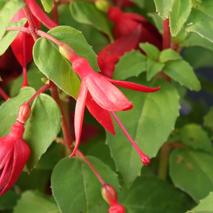 Fuchsia Chilli Red - Bellenplant (Bloei)