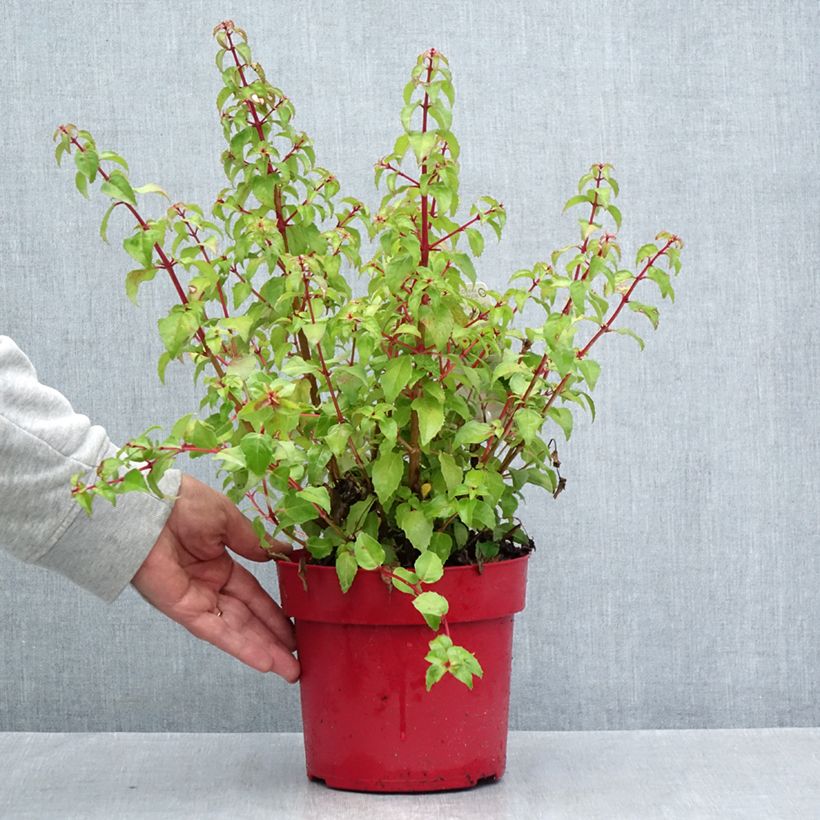 Exemplaar van Fuchsia Chilli Red - Bellenplant Pot van 3 l/4 l zoals geleverd in de zomer