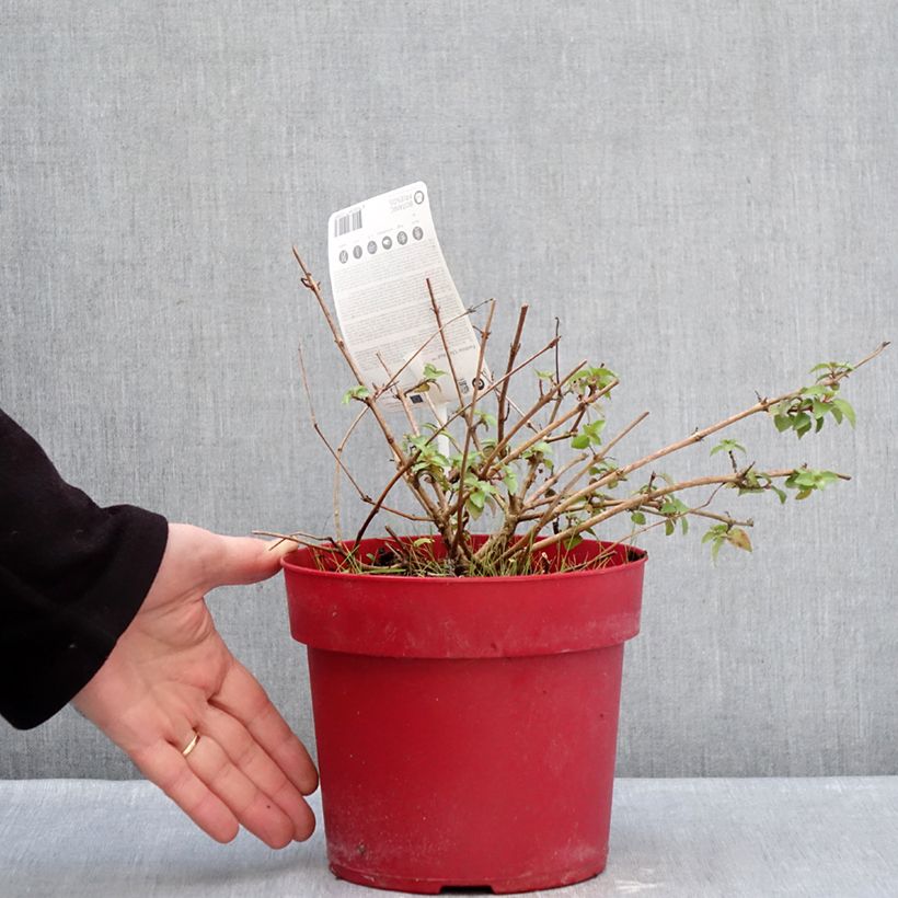 Exemplaar van Fuchsia Chilli Red - Bellenplant Pot van 3 l/4 l zoals geleverd in de winter