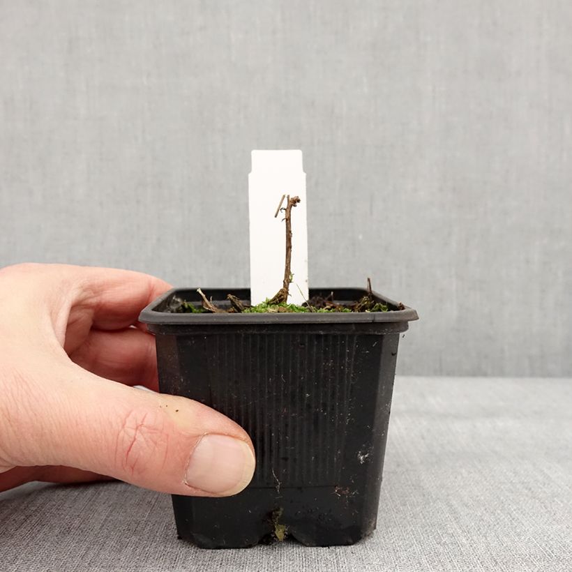 Exemplaar van Epilobium canum Dublin - Californische fuchsia Kweekpotje van 8/9 cm zoals geleverd in de winter