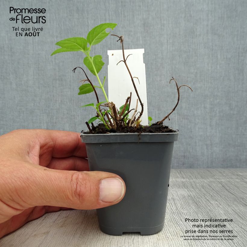 Exemplaar van Phygelius aequalis Yellow Trumpet - Kaapse fuchsia Kweekpotje van 8/9 cm zoals geleverd in de zomer