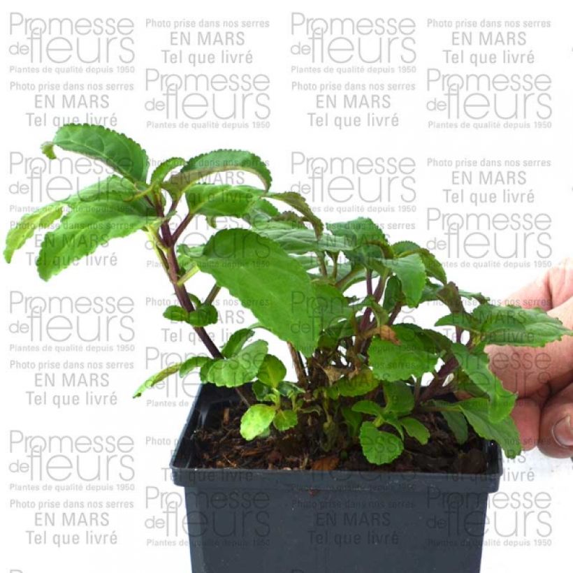 Voorbeeld van een exemplaar van Phygelius Funfare Wine - Kaapse fuchsia Pot van 10 cm/11 cm zoals geleverd