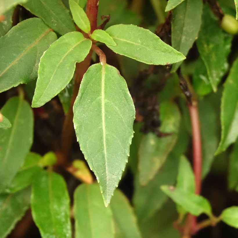 Fuchsia Ernie (Blad)