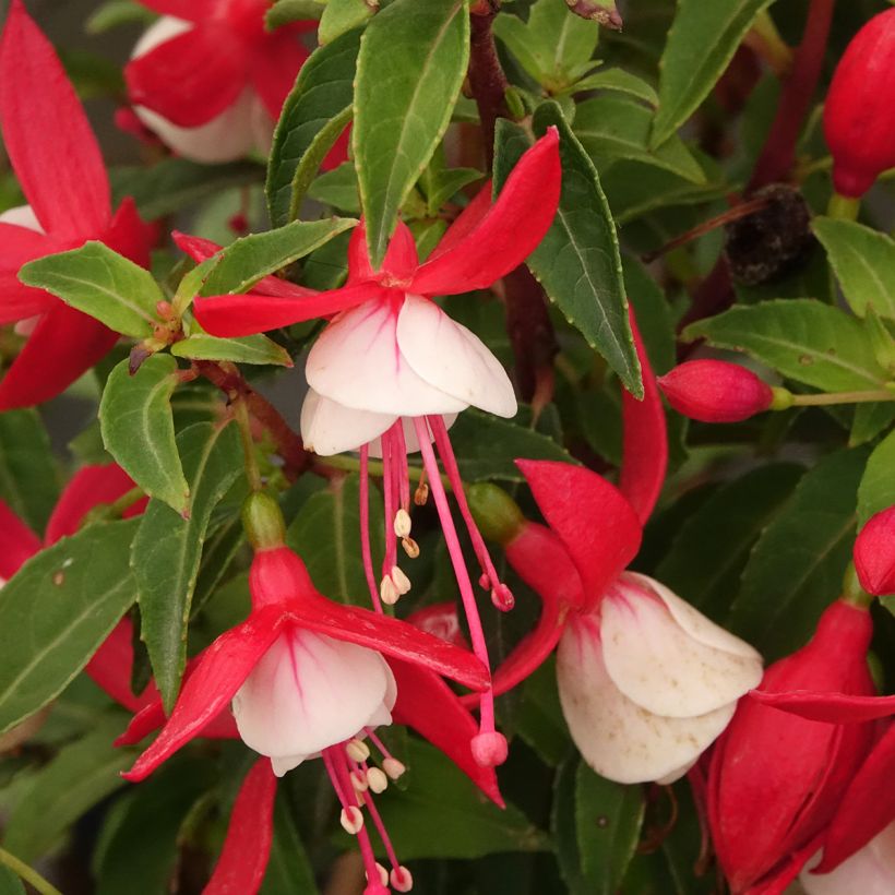 Fuchsia Ernie (Bloei)