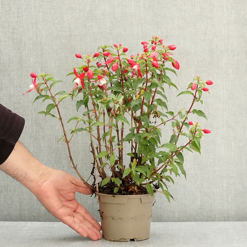 Exemplaar van Fuchsia Ernie Pot van 12 cm / 13 cm zoals geleverd in de lente