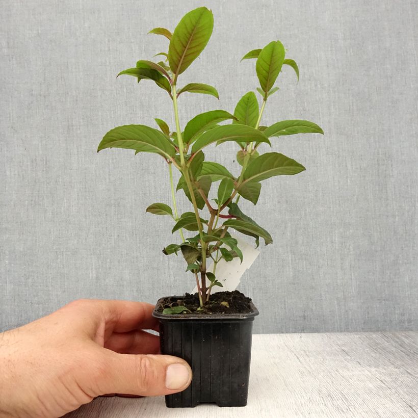 Exemplaar van Fuchsia Lady Boothby - Bellenplant Kweekpotje van 8/9 cm zoals geleverd in de lente