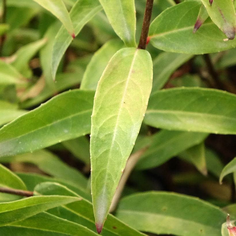 Fuchsia hatschbachii - Kievitsbloem (Blad)