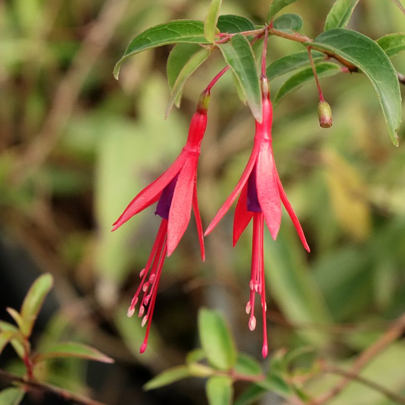 Fuchsia hatschbachii - Kievitsbloem (Bloei)