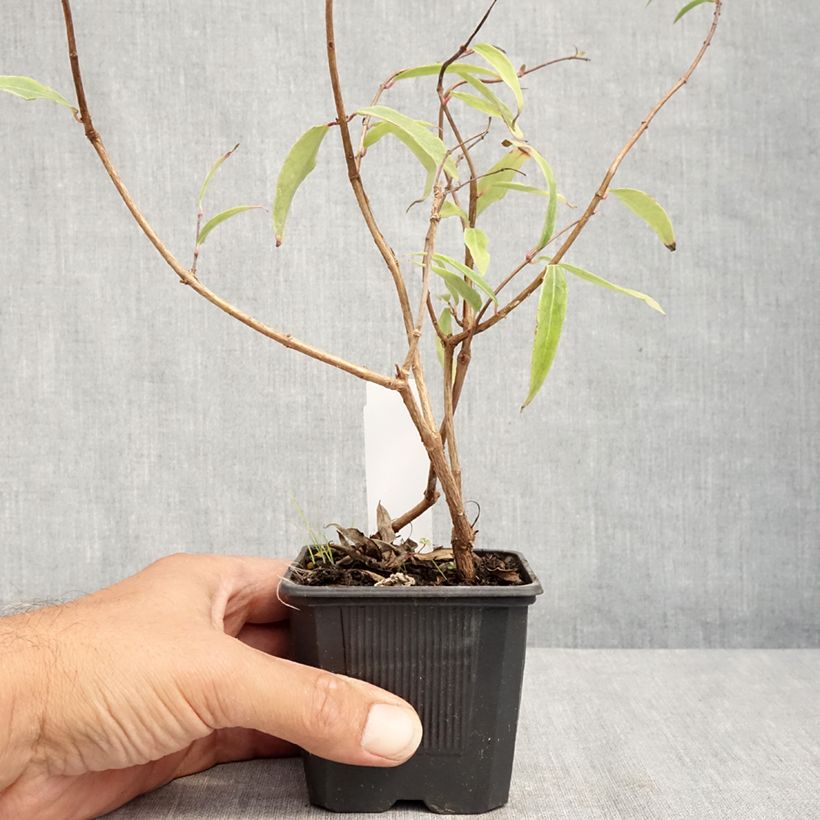 Exemplaar van Fuchsia hatschbachii - Kievitsbloem Kweekpotje van 8/9 cm zoals geleverd in de zomer