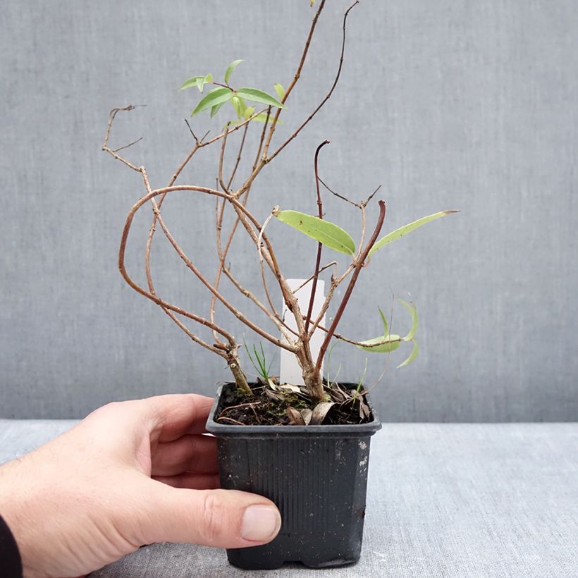 Exemplaar van Fuchsia hatschbachii - Kievitsbloem Kweekpotje van 8/9 cm zoals geleverd in de winter