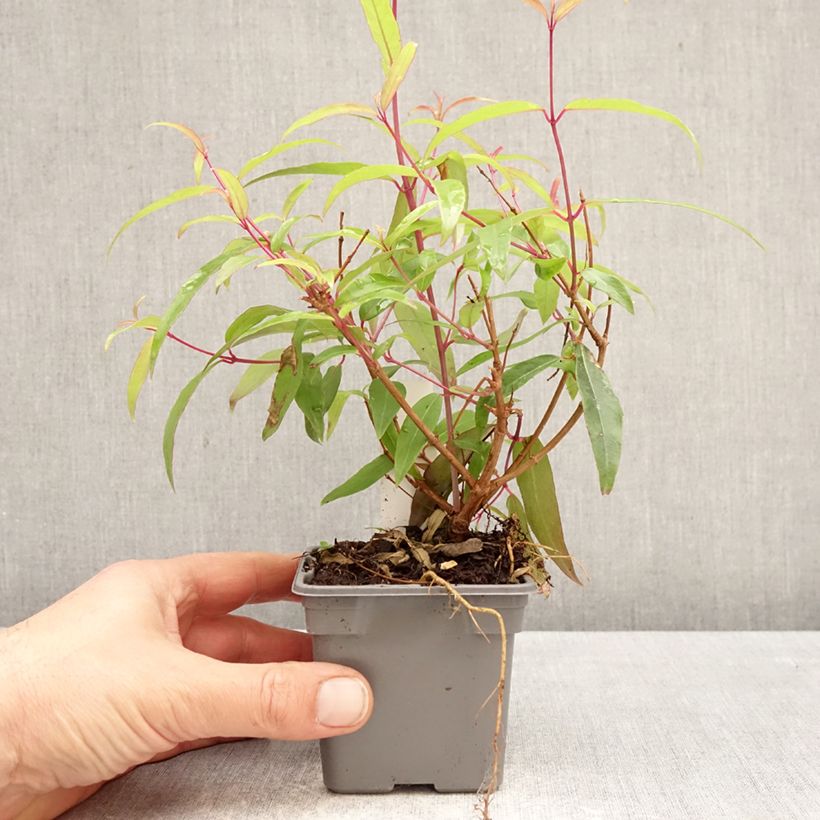 Exemplaar van Fuchsia hatschbachii - Kievitsbloem Kweekpotje van 8/9 cm zoals geleverd in de lente