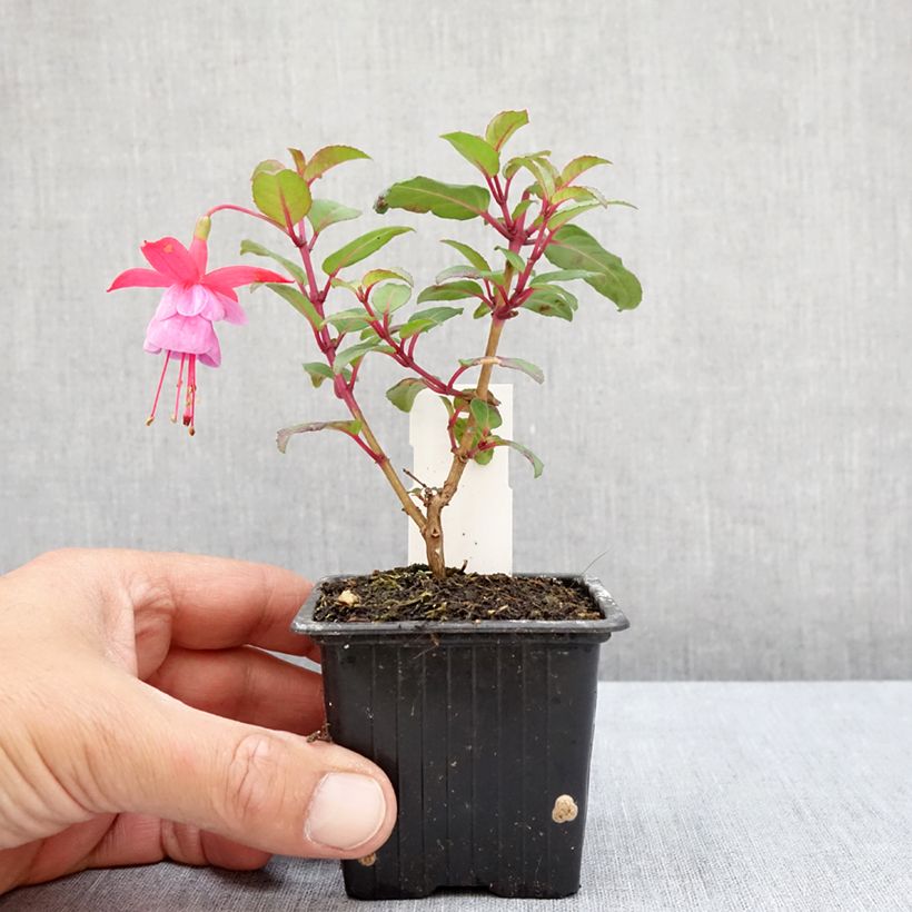 Exemplaar van Fuchsia Heidi Ann - Bellenplant Kweekpotje van 8/9 cm zoals geleverd in de zomer