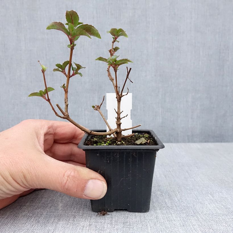 Exemplaar van Fuchsia Heidi Ann - Bellenplant Kweekpotje van 8/9 cm zoals geleverd in de lente