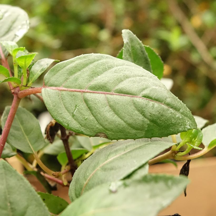 Fuchsia Heidi Weiss - Bellenplant (Blad)