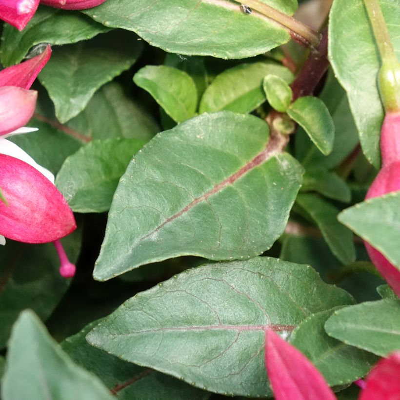Fuchsia Jollies Madiran (Blad)