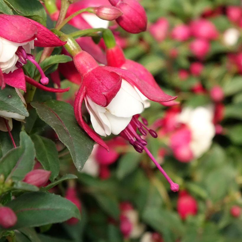 Fuchsia Jollies Madiran (Bloei)