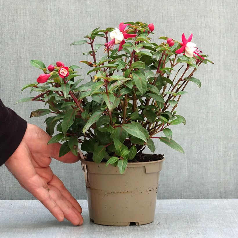 Exemplaar van Fuchsia Jollies Madiran Pot van 12 cm / 13 cm zoals geleverd in de lente