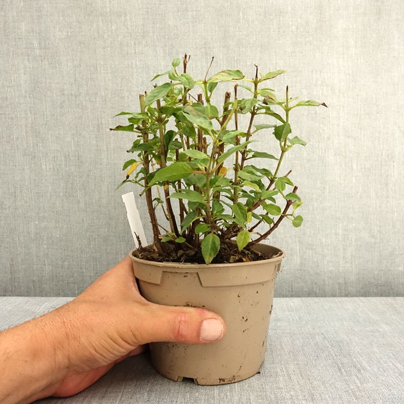 Exemplaar van Fuchsia Lambada Pot van 12 cm / 13 cm zoals geleverd in de lente