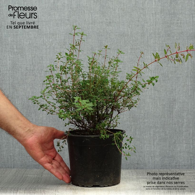 Exemplaar van Fuchsia magellanica Arauco - Winterharde fuchsia Pot van 1,5 l/2 l zoals geleverd in de herfst