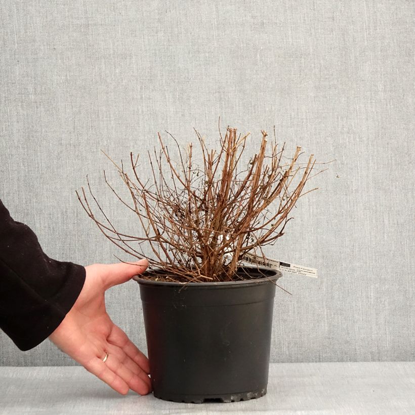 Exemplaar van Fuchsia magellanica Arauco Pot de 1,5L/2L zoals geleverd in de winter