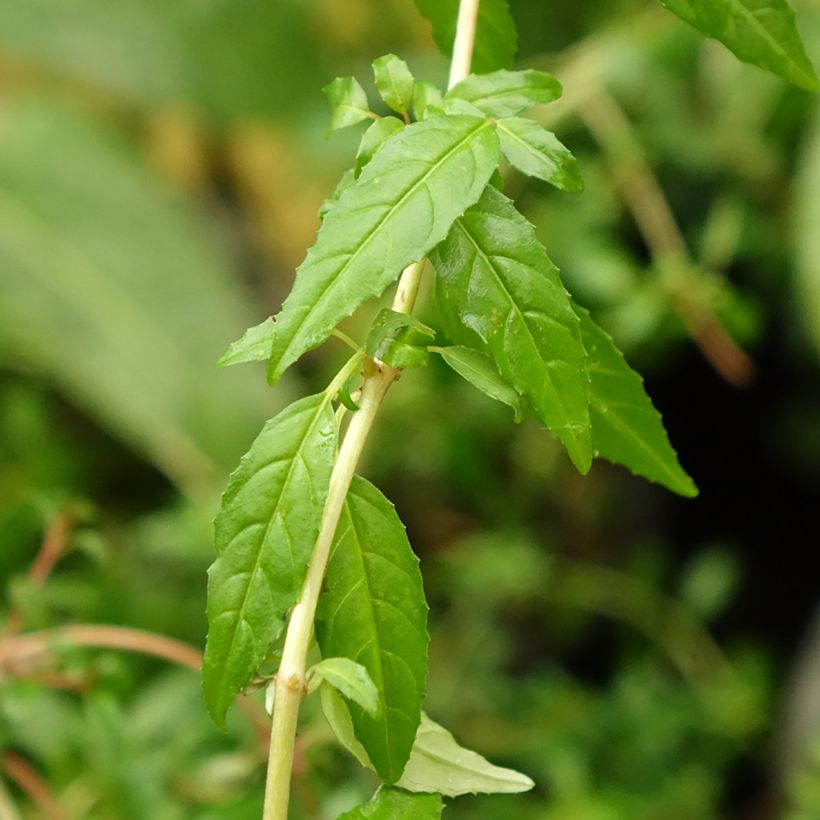 Fuchsia magellanica Arauco - Winterharde fuchsia (Blad)