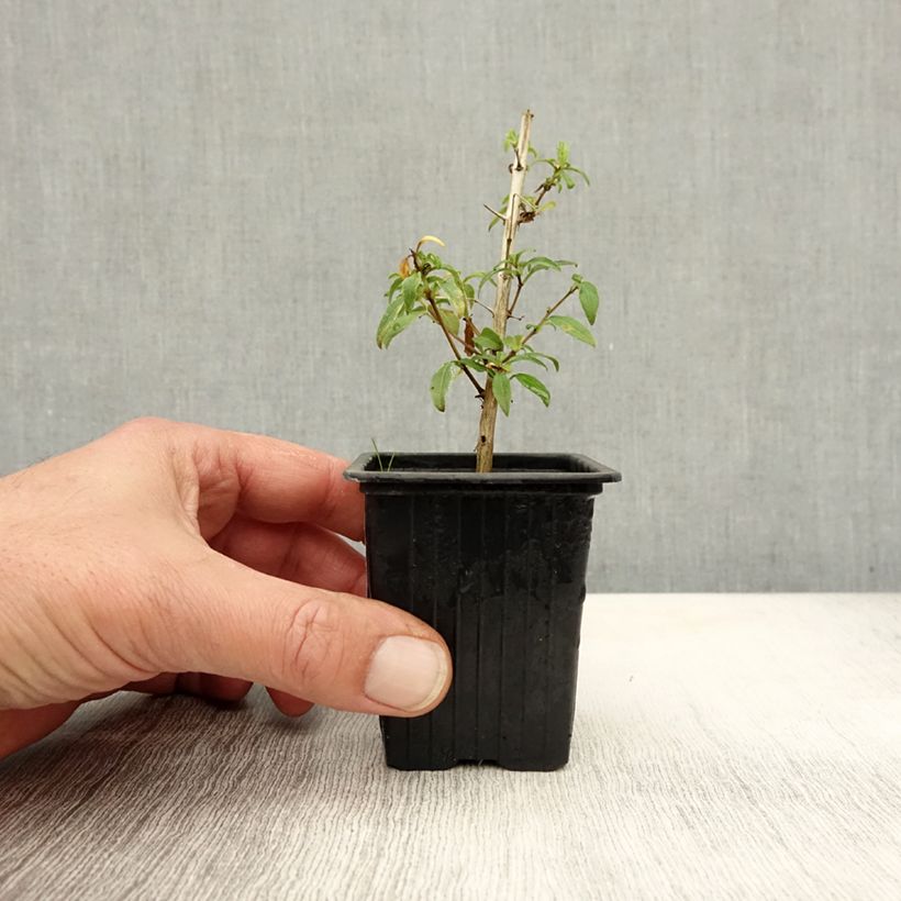 Exemplaar van Fuchsia magellanica Hawkshead - Winterharde fuchsia Kweekpotje van 7/8 cm zoals geleverd in de herfst