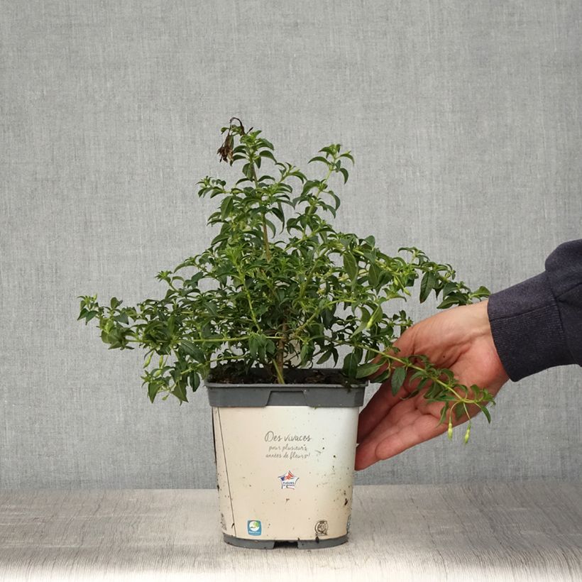 Example of Fuchsia magellanica Hawkshead - Winterharde fuchsia Pot van 2 l/3 l as you get in printemps