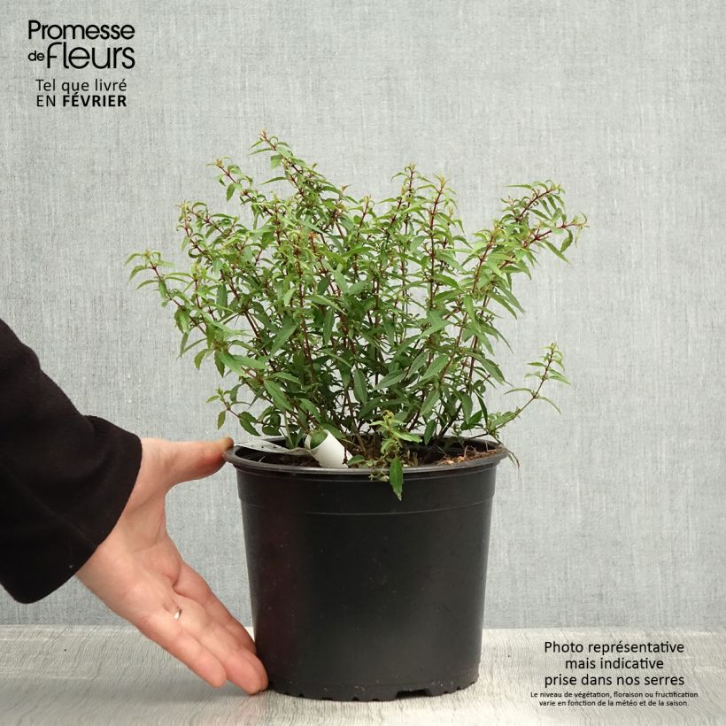 Exemplaar van Fuchsia magellanica Pumila - Winterharde fuchsia Pot van 3 l/4 l zoals geleverd in de winter