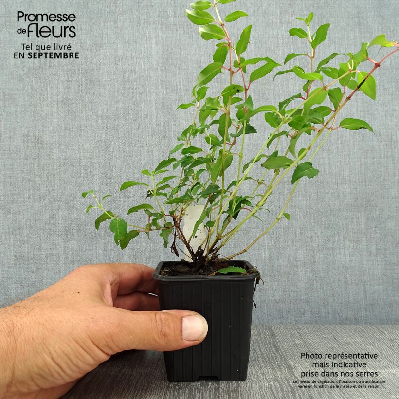 Exemplaar van Fuchsia magellanica Riccartonii - Winterharde fuchsia Kweekpotje van 8/9 cm zoals geleverd in de herfst