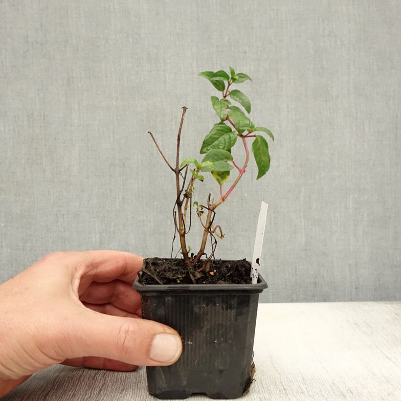 Exemplaar van Fuchsia magellanica Snow Cap - Winterharde fuchsia Kweekpotje van 8/9 cm zoals geleverd in de herfst