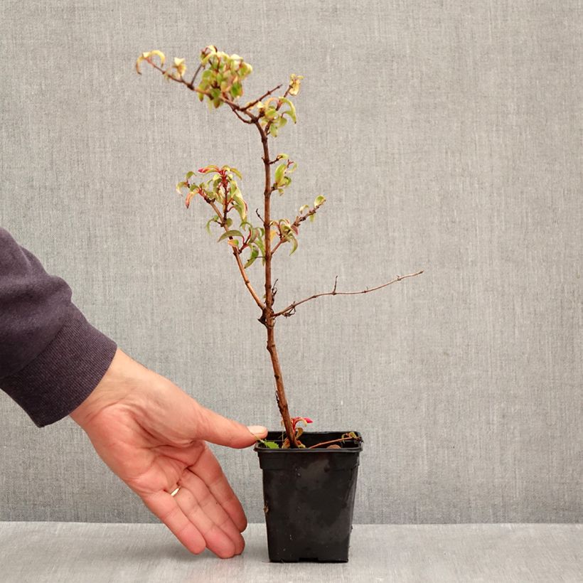 Exemplaar van Fuchsia magellanica gracilis Aurea - Winterharde fuchsia Kweekpotje van 7/8 cm zoals geleverd in de herfst