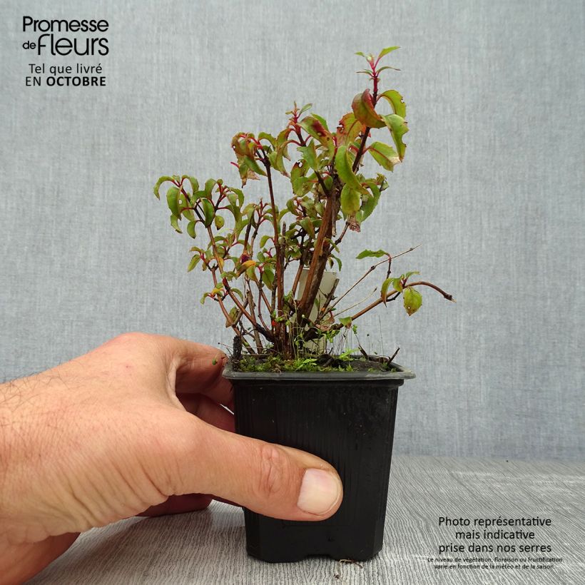 Exemplaar van Fuchsia magellanica gracilis - Winterharde fuchsia Kweekpotje van 8/9 cm zoals geleverd in de herfst