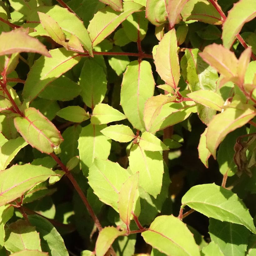 Fuchsia magellanica gracilis - Winterharde fuchsia (Blad)