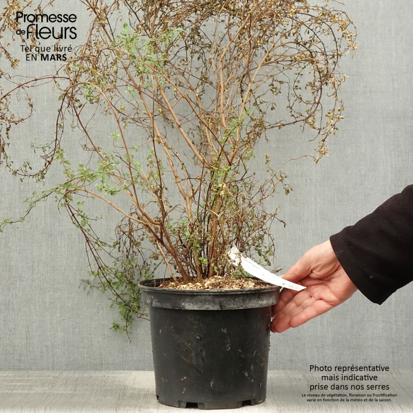 Example of Fuchsia microphylla microphylla - Bellenplant Pot van 4 l/5 l as you get in printemps