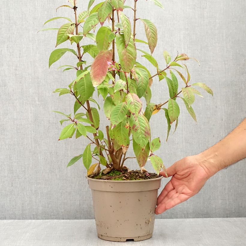 Exemplaar van Fuchsia paniculata - Seringenfuchsia Pot van 4 l/5 l zoals geleverd in de zomer