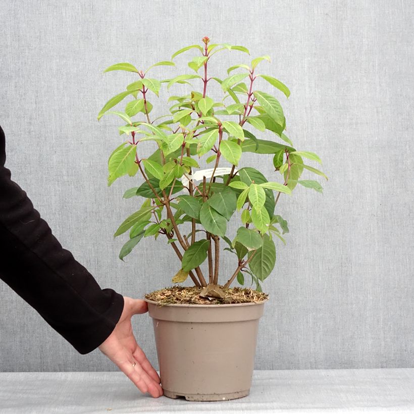Exemplaar van Fuchsia paniculata - Seringenfuchsia Pot van 4 l/5 l zoals geleverd in de winter