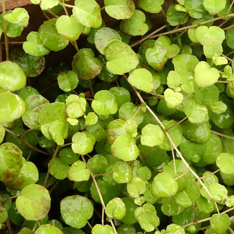 Fuchsia procumbens - Kruipende fuchsia (Blad)