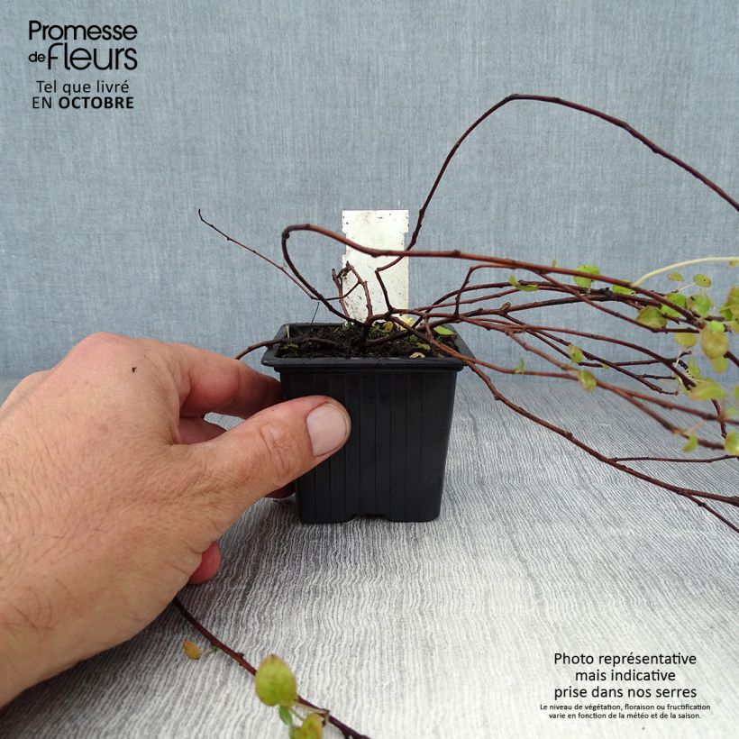 Exemplaar van Fuchsia procumbens - Kruipende fuchsia Kweekpotje van 8/9 cm zoals geleverd in de herfst
