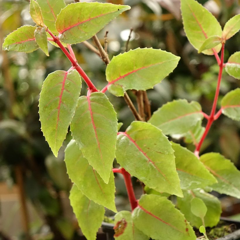 Fuchsia R.A.F - Bellenplant (Blad)