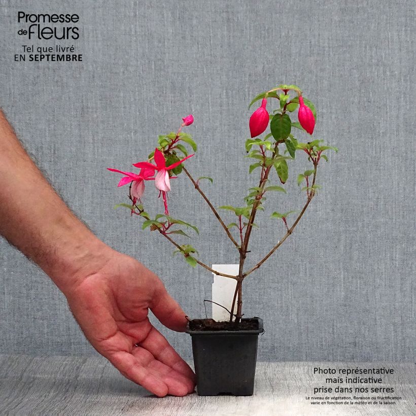 Exemplaar van Fuchsia R.A.F - Bellenplant Kweekpotje van 8/9 cm zoals geleverd in de herfst